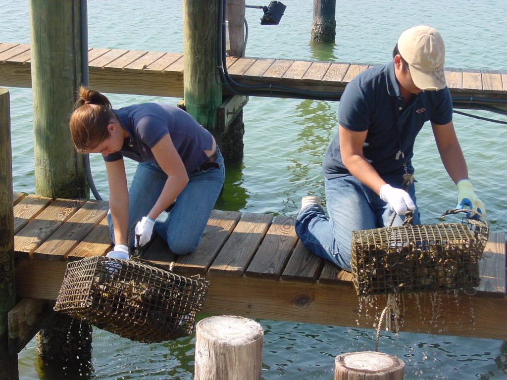 The Oyster Gardening program engages volunteers who hang oyster cages off of their docks, manage and tend them as they grow from spat-on-shell to adult stage oysters that can then be moved to public spawning reefs. Photo Credit: Alabama Cooperative Extension Service.